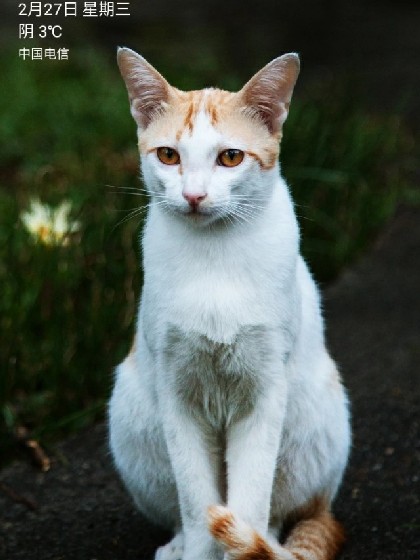 京剧猫之变化，希望