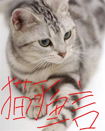 猫可鱼言