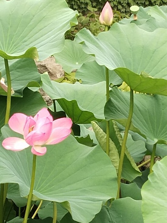 陈情令之江氏女郎